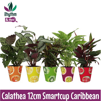 Kalateja Mix F00011086