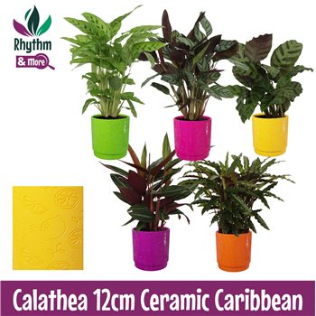 Kalateja Mix F00011087