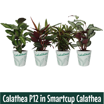 Kalateja Mix F00011088