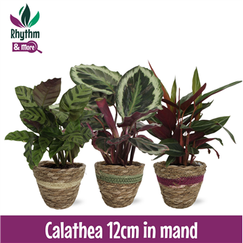 Kalateja Mix F00011089