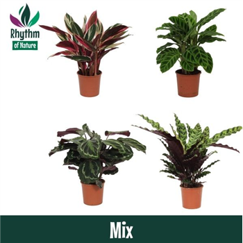 Kalateja Mix F00011039