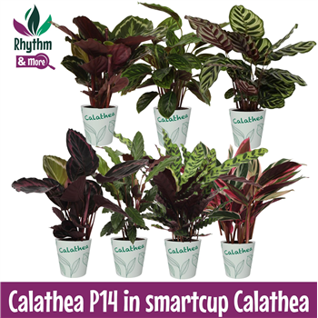 Kalateja Mix F00011091