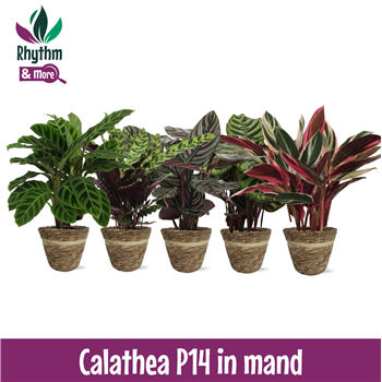 Kalateja Mix F00011092