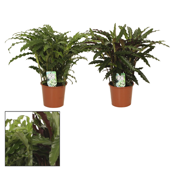 Kalateja Mix F00011054