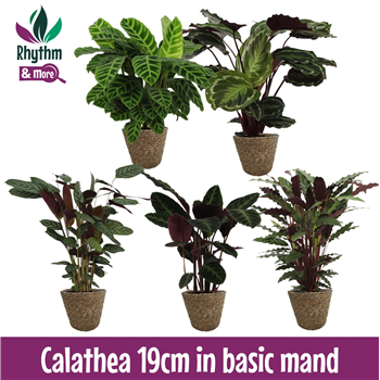 Kalateja Mix F00011108