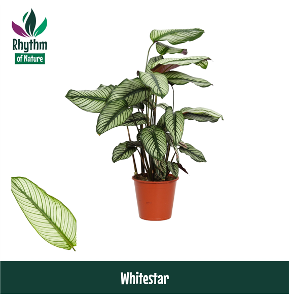 Kalateja majestica 'Whitestar' F00011068