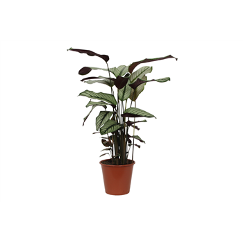 Kalateja majestica 'Whitestar' F00011076