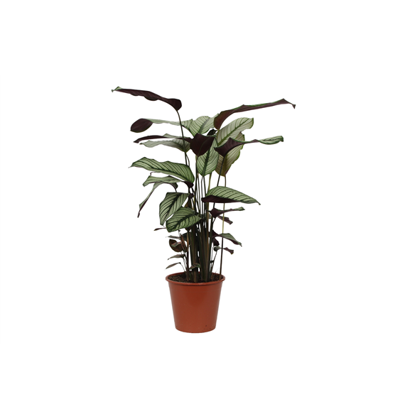Kalateja majestica 'Whitestar' F00011076