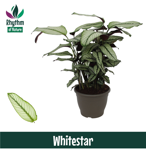 Kalateja majestica 'Whitestar' F00011084