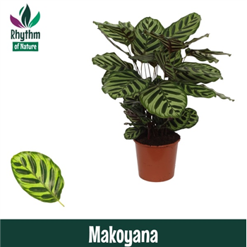 Kalateja makoyana F00011060