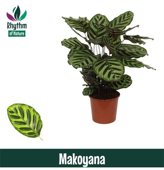 Kalateja makoyana F00011060
