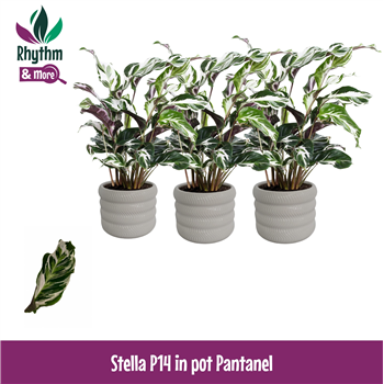 Kalateja rosea-picta 'Stella' F00011102