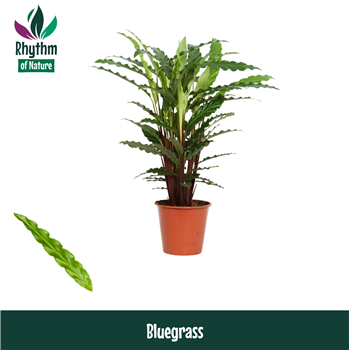 Kalateja rufibarba 'Blue Grass' F00011057