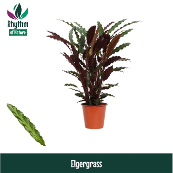 Kalateja rufibarba 'Elgergrass' F00011058