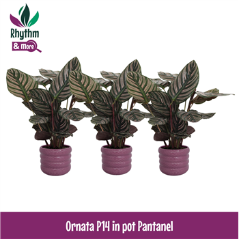 Kalateja sanderiana 'Ornata' F00011103