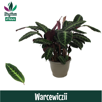 Kalateja warscewiczii F00011082