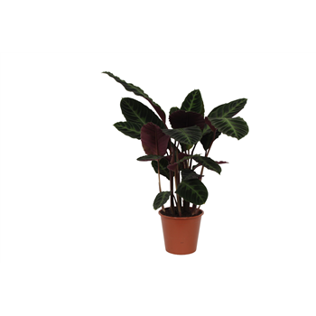 Kalateja warscewiczii F00011074