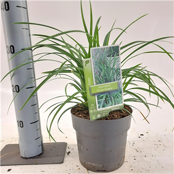 Carex morrowii 'Irish Green' F00005806