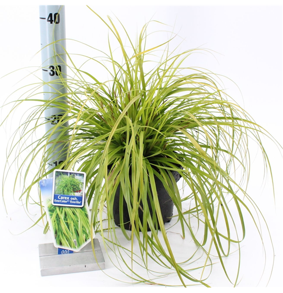 Carex oshimensis 'Evercolor Everillo' F00005810