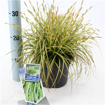Carex oshimensis 'Evercolor Eversheen' F00005811