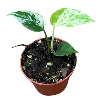 Monstera Bulbasaur 1 pp 10cm 6cm Q2875