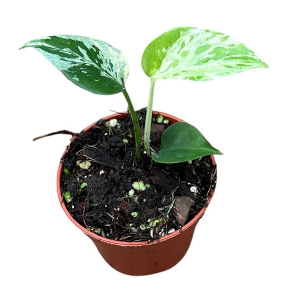 Monstera Bulbasaur 1 pp 10cm 6cm Q2875