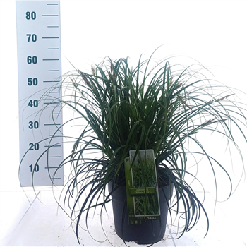 Carex oshimensis 'Ribon Falls' F00009629