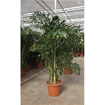 Caryota mitis F00010722