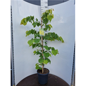 Cercis canadensis F00010921