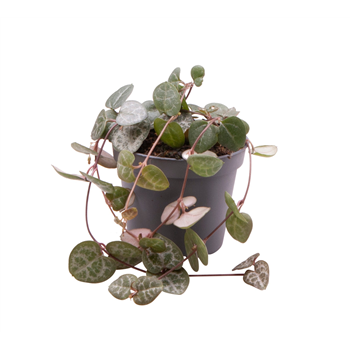 Ceropegia woodii subsp woodii F00004146