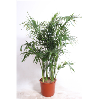 Chamaedorea cataractarum 'Stella' F00010727