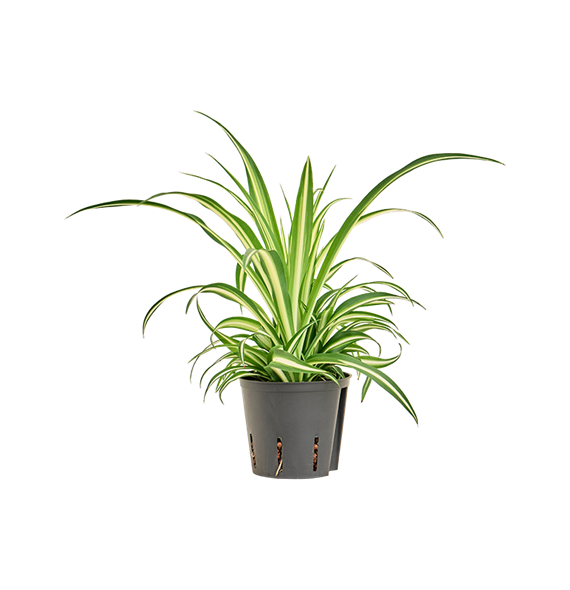 Chlorophytum comosum 'Variegatum' 2CHCVBP10