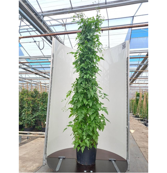 Clematis vitalba F00010109