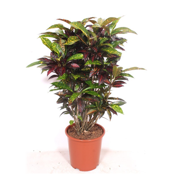 Kroton variegatum 'Freckles' F00010738