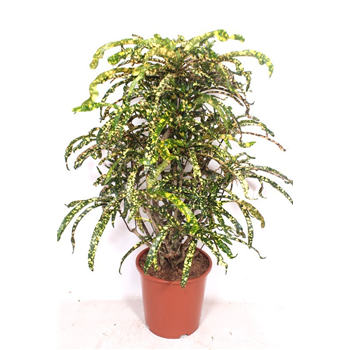 Kroton variegatum 'King of Siam' F00010733