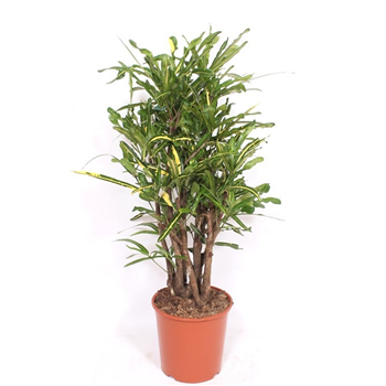 Kroton variegatum 'Mammi' F00010747