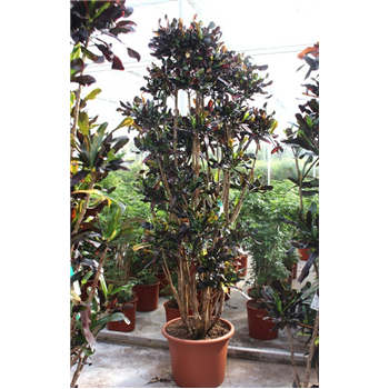 Kroton variegatum 'Mammi' F00010737