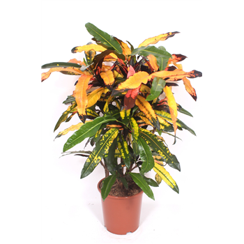 Kroton variegatum 'Mango' F00010740