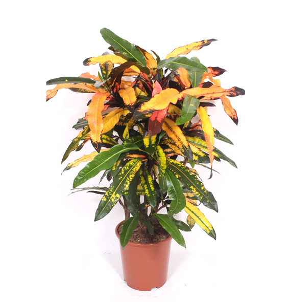Kroton variegatum 'Mango' F00010740