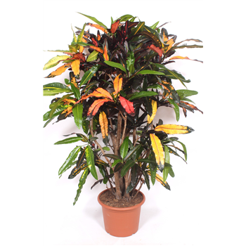 Kroton variegatum 'Mango' F00010742