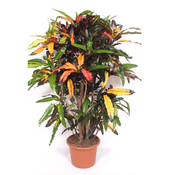 Kroton variegatum 'Mango' F00010742