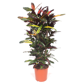 Kroton variegatum 'Mango' F00010741
