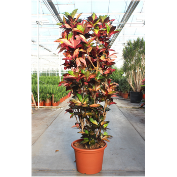 Kroton variegatum 'Mrs Iceton' F00010732