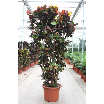 Kroton variegatum 'Petra' F00010744