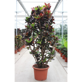 Kroton variegatum 'Petra' F00010745