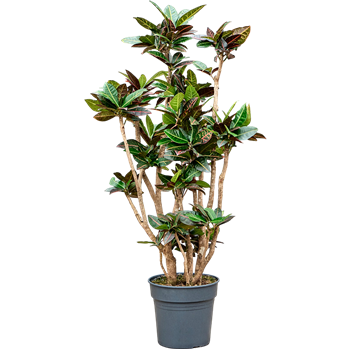 Croton (Codiaeum) variegatum 'Petra' 4COPEVT14