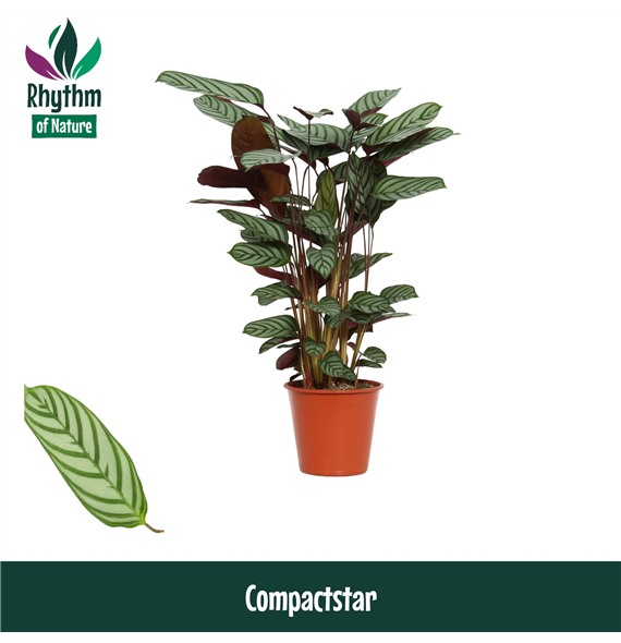 Ctenanthe setosa 'Compactstar' F00011059