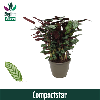 Ctenanthe setosa 'Compactstar' F00011077
