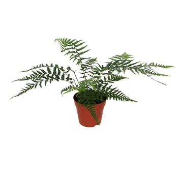 Dicksonia antarctica F00002347