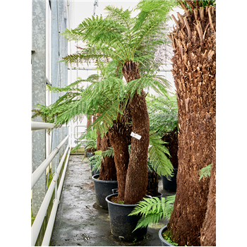 Dicksonia antarctica 4DIANMS82